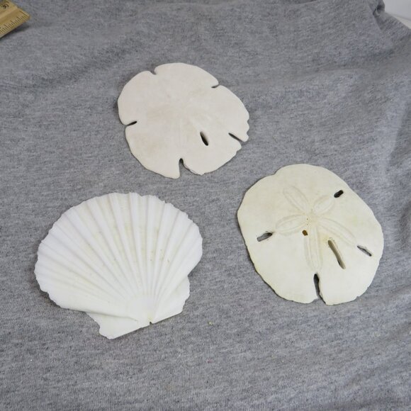 Sea Shell Sand Dollars REAL Large 4" and large white shell 4" Coastal White - Picture 1 of 9